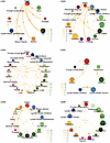 Lineage dispersal events between compartments.