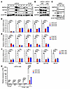 Knockdown of MAPK4 represses GATA2/AR expression and AR activation in PCa c