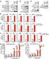 MAPK4 induces GATA2/AR expression and AR activation in PCa cells.