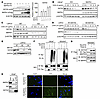 MAPK4 enhances GATA2 protein levels in PCa.