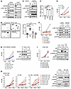 Concerted Activation of AKT and GATA2/AR signaling is essential for mediati