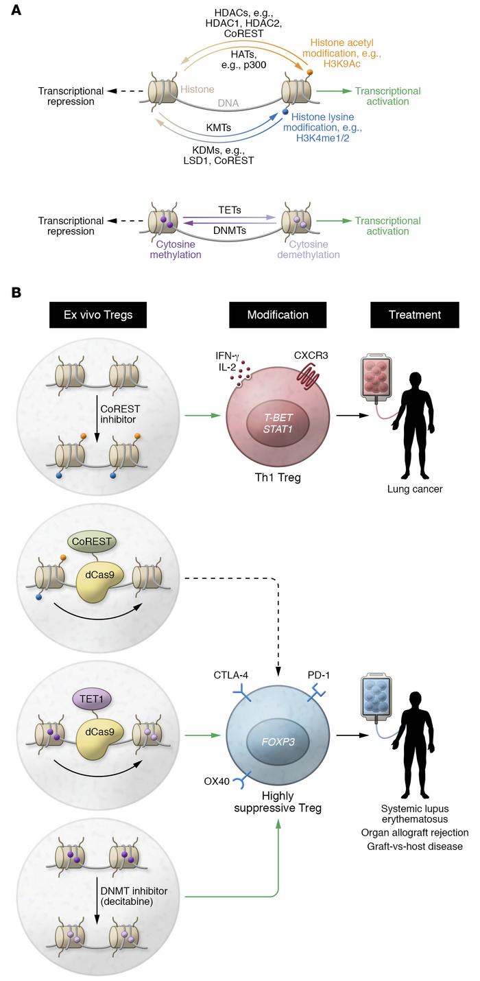 Pharmacologic and epigenome editing approaches to Treg immunotherapy.
(A...