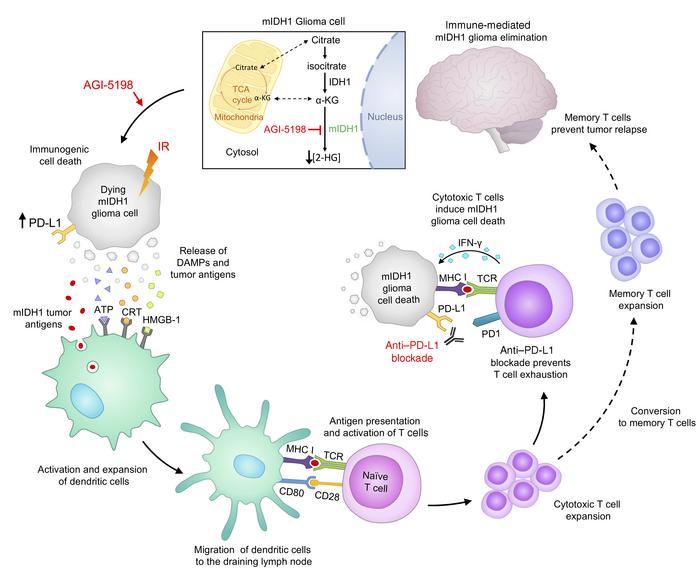 graphical abstract