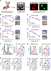 IDH1-R132H inhibition in mIDH1 mouse-NSs and human-GCs confers radiosensiti