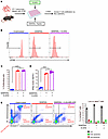 D-2HG does not inhibit T cell proliferation and activation.