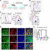 Inhibition of IDH1-R132H increases PD-L1 expression levels on mouse mIDH1 g