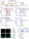 Inhibition of IDH1-R132H in combination with SOC and αPD-L1 exhibits enhanc