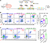 Inhibition of IDH1-R132H in combination with SOC and αPD-L1 induces tumor a