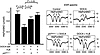 Effect of NADPH oxidase deficiency (p47phox–/–) and tetrahydrobiopterin (H4