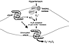 Proposed concept of eNOS uncoupling in hypertension. Hypertension stimulate