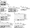 RARRES1 is cleaved and released into the supernatants as a highly glycosyla