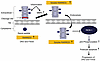 Summary of the mechanism by which RARRES1 regulates podocyte apoptosis.