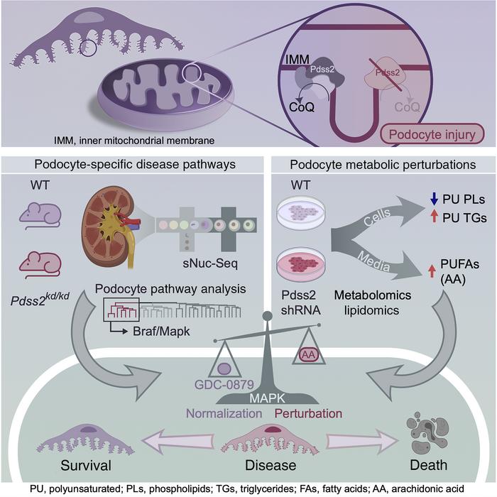 graphical abstract