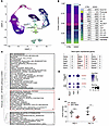 SNuc-Seq from kidneys of Pdss2kd/kd mice reveals a podocyte-specific Mapk p