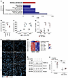 Retinoic acid exacerbates podocyte injury and increases the abundance of PU