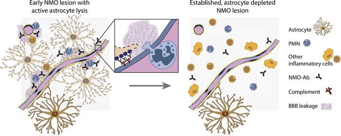 graphical abstract