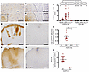 Early loss of astrocytes coincides with BBB breakdown in experimental NMOSD