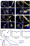 Breakdown of the BBB is accompanied by loss of occludin from blood vessels