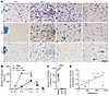 Infiltration of PMNs correlates with extravasation of FITC-albumin 6 hours