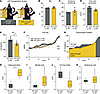 pCF transplantation recapitulates the Adh1-KO phenotype.