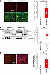 Nuclear accumulation of YAP in RagA/B cKO mouse hearts.