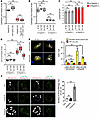 Downregulation of YAP attenuates autophagy without affecting lysosomal func