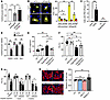 Suppression of autophagy alleviates cardiac dysfunction in RagA/B cKO mice.