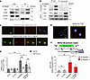 Endogenous YAP interacts with TFEB in CMs transduced with Ad-sh-RagA/B and