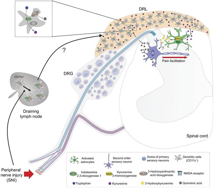 graphical abstract