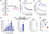 IDO1 expression and activity in spinal cord after peripheral nerve injury.