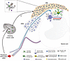 Schematic representation of the role of the kynurenine pathway in the maint