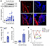 Cells expressing IDO1 accumulate in the DRL after SNI and contribute to the