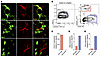 KMO expression cell profile in the spinal cord after SNI.