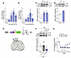 Astrocyte-expressed KMO maintains neuropathic pain.