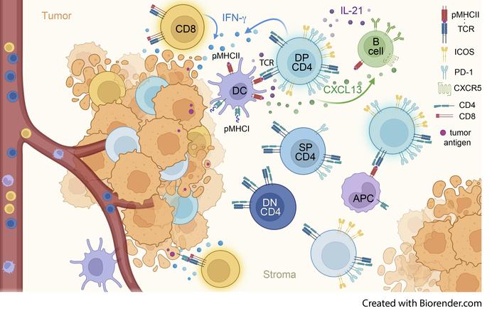 graphical abstract