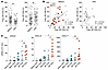 The presence of DP CD4+ Th cells positively correlates with DP CD8+ T cells