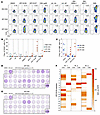 DP CD4+ Th TILs recognize HPV-associated antigens.