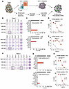 DP CD4+ Th TILs recognize tumor-specific neoantigens.