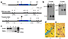 Generation of PAR-2–deficient mice. (a) Structure of the PAR-2 targeting ve