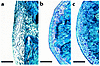 Histological evaluation of femoral cartilage integrity. (a) Thirty days aft