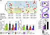 NPY stimulates capillary angiogenesis (a and b) and collateral formation (c