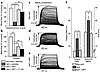 NPY normalizes blood flow of ischemic gastrocnemius muscle (a) and improves