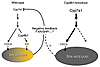 Loss of negative feedback regulation in bile acid synthesis in Cyp8b1-knock