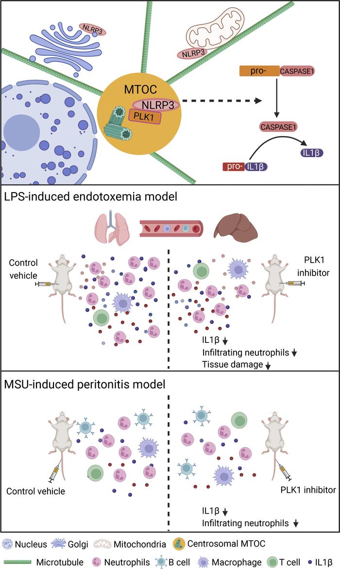 graphical abstract