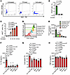 PLK1 inhibition reduces IL-1β output upon NLRP3 inflammasome activation dur