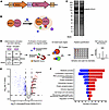 An unbiased Bio-ID screen of PLK1 interactome upon NLRP3 inflammasome activ