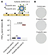 Nucleocapsid-specific humoral responses do not prevent SARS-CoV-2 infection