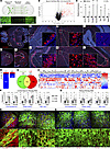 Antigen processing and presentation genes are upregulated in neurons during