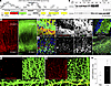 Axons present self-antigen on MHC class I in response to inflammation.