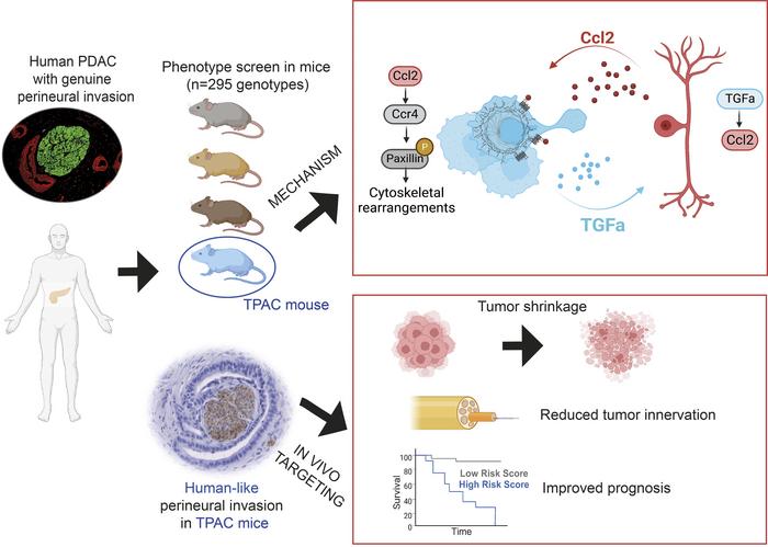 graphical abstract